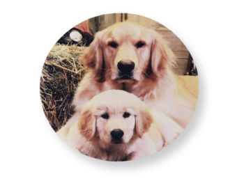 Golden retriever tortaostya
