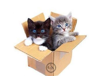 Kiscicák dobozban tortaostya