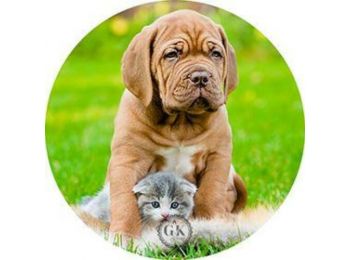 Kölyökkutya és cica a fűben tortaostya