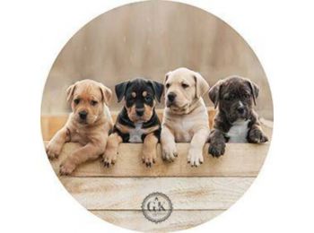 Gazdira váró kutyakölykök tortaostya