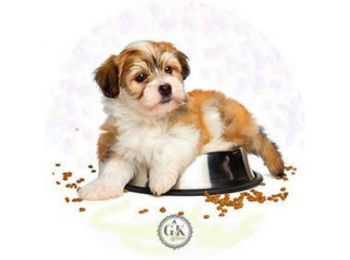 Kutya a tálban tortaostya