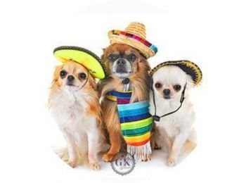 Kutyusok kalapban tortaostya