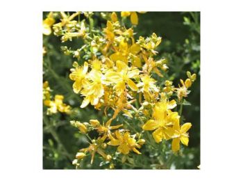 Orbáncfűolaj bio 50 ml