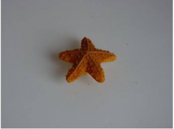 H023 tengeri csillag fogantyú