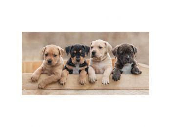 Kutyás Team Fürdőlepedő, Strand Törölköző 70x140cm