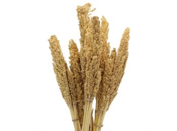 Cirokfű Kalász- Natúr