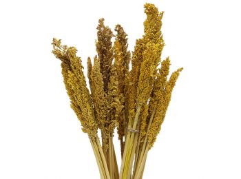 Cirokfű Kalász- Jantár