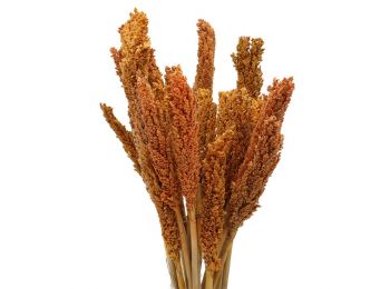 Cirokfű Kalász- Narancsszínű