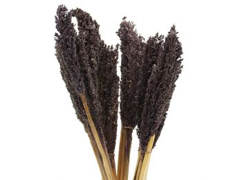 Cirokfű Kalász- Fekete