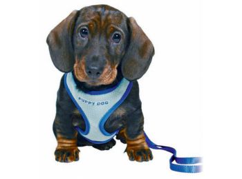 Trixie Puppy szett hám+póráz 26-34cm/10mm 2m kék