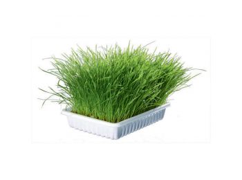 Trixie Macskafű Kölyök Macskának 100gr