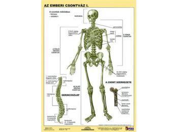Tanulói munkalap, A4, STIEFEL Az emberi csontváz (VTM20)