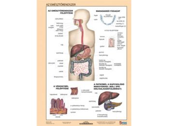 Tanulói munkalap, A4,  STIEFEL Az emésztőrendszer (VTM59