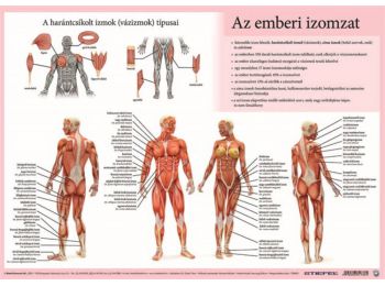 Könyökalátét, kétoldalas, A3, STIEFEL Az emberi vázizo