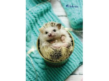 Spirálfüzet, A4, kockás, 80 lap, VICTORIA Animals (ISVFPA