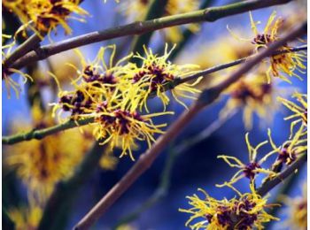 Varázsmogyoró (hamamelisz) virágvíz (hidrolátum) 100 ml